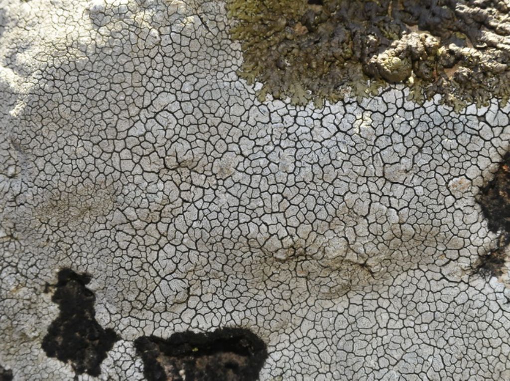 Lichene su serpentino...